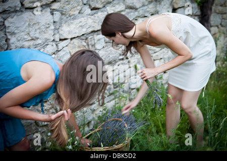 Giovane Donna con cesto di fiori di lavanda in giardino, Croazia, Dalmazia, Europa Foto Stock