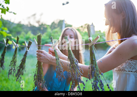 Giovani donne lavanda di asciugatura nel giardino, Croazia, Dalmazia, Europa Foto Stock