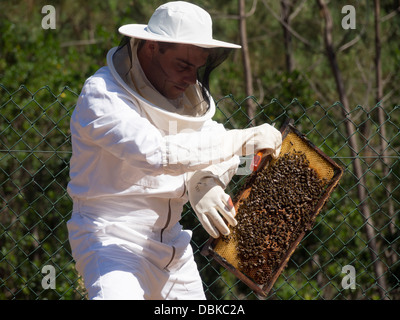 Apicoltore in tuta protettiva holding telaio di covata da bee hive Foto Stock