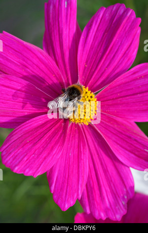 Bumblebee sul cosmo fiore Foto Stock