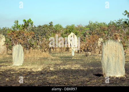 Termite gigante mounds nel territorio del nord,l'australia Foto Stock