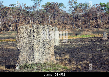 Termite gigante mounds nel territorio del nord,l'australia Foto Stock