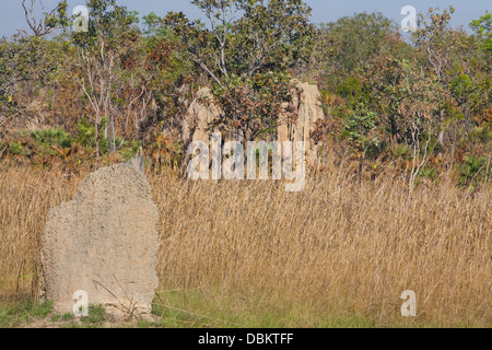 Termite gigante mounds nel territorio del nord,l'australia Foto Stock