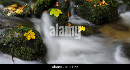 Little Creek in autunno, Natura, Foresta Bavarese, in Baviera, Germania, Europa Foto Stock