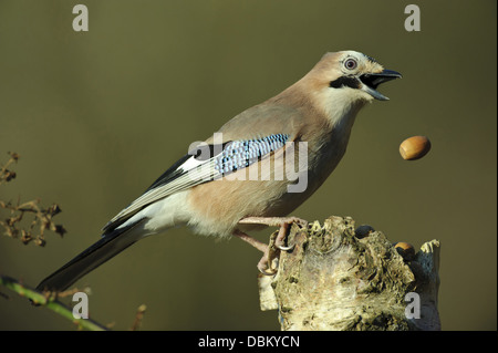 Eurasian Jay perdendo nocciola, Garrulus glandarius, Bassa Sassonia, Germania, Europa Foto Stock