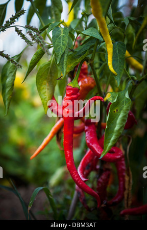 Peperoncino rosso, Croazia e Slavonia, Europa Foto Stock