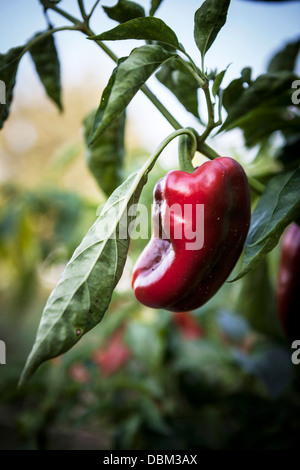 Peperoncino rosso, Croazia e Slavonia, Europa Foto Stock