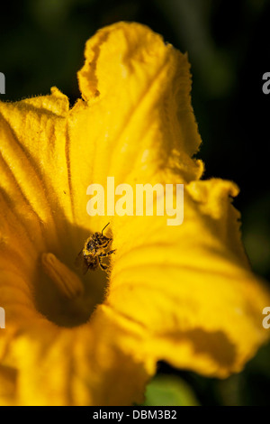 Ape su fiore, Croazia e Slavonia, Europa Foto Stock