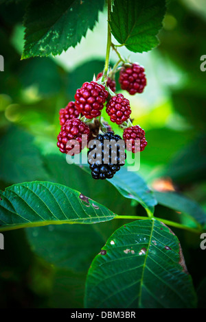 Lamponi freschi in giardino, Croazia e Slavonia, Europa Foto Stock