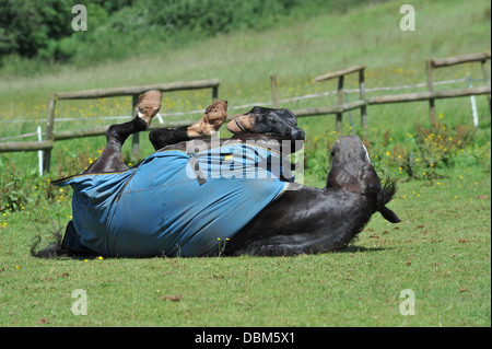 Cavallo di laminazione per il suo paddock Foto Stock