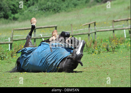 Cavallo di laminazione per il suo paddock Foto Stock