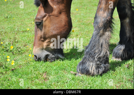 Cavallo mangiare erba nel suo paddock Foto Stock