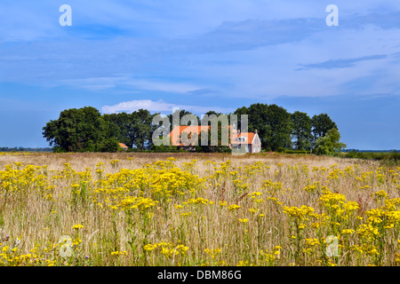 Agriturismo e giallo campo di fiori di campo oltre il cielo blu Foto Stock