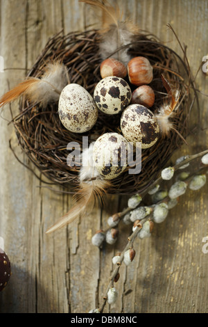 Uova di quaglia con cesto di Pasqua, osijek, Croazia, Europa Foto Stock