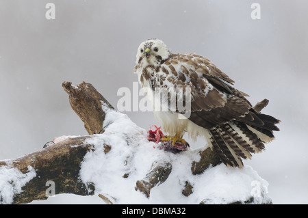 Comune Poiana con preda in inverno, Buteo buteo, Bassa Sassonia, Germania, Europa Foto Stock