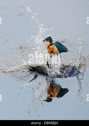 Comune maschio Kingfisher (Alcedo atthis) sta scoppiando dall'acqua dopo un'immersione di successo Foto Stock