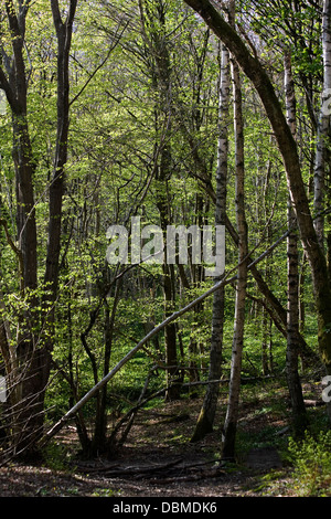 Bosco di latifoglie in primavera Crieff Perthshire Scozia Scotland Foto Stock