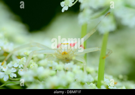 Oro ragno granchio arroccato su un fiore in attesa di prede. Foto Stock