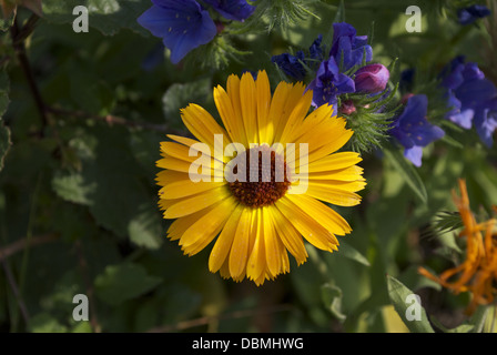 Fiori selvatici che crescono in loro habitat naturale di diversi colori e sfumature con foglie in background Foto Stock