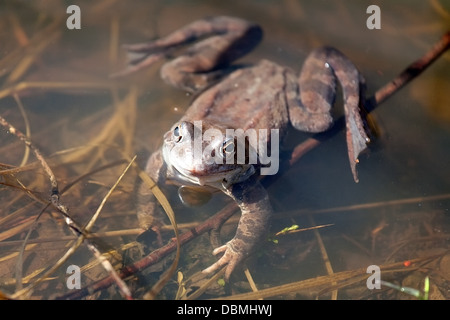 Grande rana marrone seduta nella fossa di close-up vista superiore Foto Stock