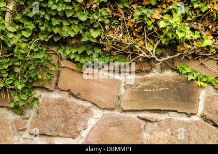 Lussureggiante verde edera che copre parzialmente un muro di pietra Foto Stock