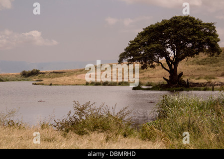 Vista di un ippopotamo stagno nel cratere di Ngorongoro in Tanzania, Africa. Ci sono due hippos visualizzabili nello stagno. Si tratta ora di pranzo Foto Stock