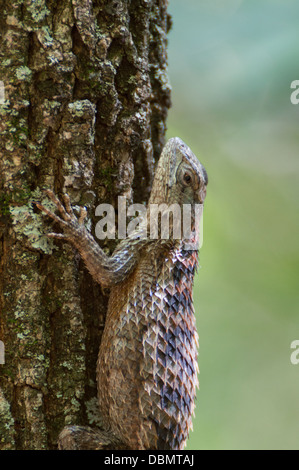 Texas lucertola spinosa sulla corteccia di un albero di quercia Foto Stock