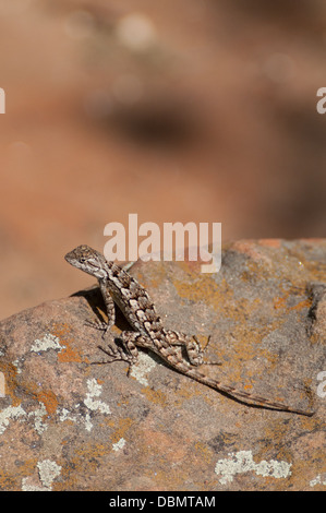 Recinzione orientale lizard su una roccia con un'ombra rivolta lontano Foto Stock