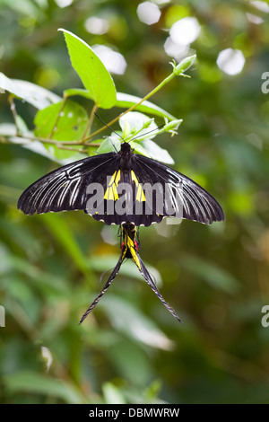 Golden bird wing farfalle coniugata Troides rhadamantus coniugata Foto Stock