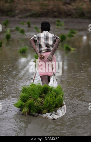 Indiana rurale uomo che lavora in un campo di risone in India del Sud Foto Stock