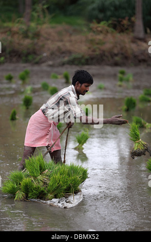 Indiana rurale uomo che lavora in un campo di risone in India del Sud Foto Stock