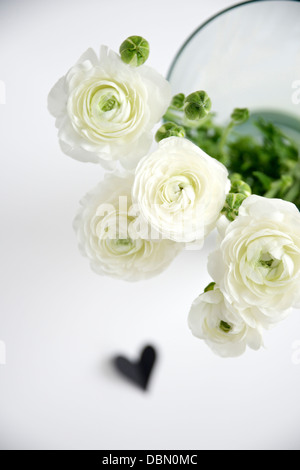 Fiori di colore bianco in vaso di fiori, Monaco di Baviera, Germania, Europa Foto Stock