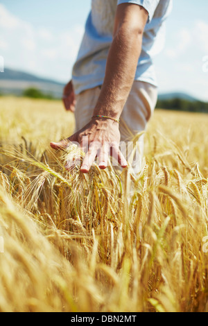 Persona nel campo di grano, Croazia, Dalmazia, Europa Foto Stock