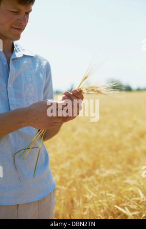 L'agricoltore che detiene gli steli di grano in mani, Croazia, Dalmazia, Europa Foto Stock