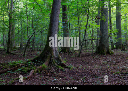 Primordiale stand decidui di foresta naturale in estate mattina con enorme abete rosso in primo piano Foto Stock