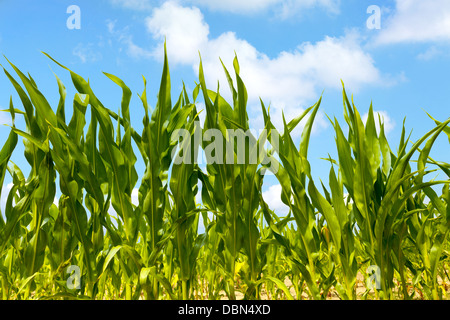 Le piante di mais in un campo agricolo Foto Stock