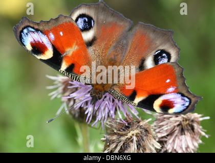 Politica europea comune farfalla pavone (Aglais io) alimentazione su un fiore di cardo Foto Stock