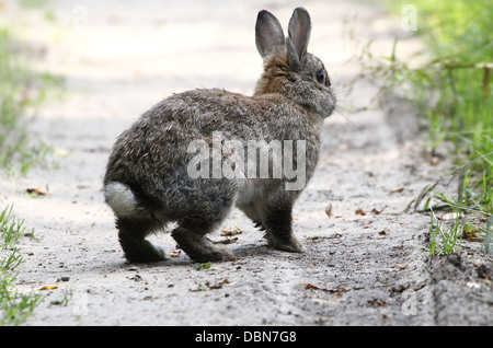 Esecuzione di coniglio selvatico (oryctolagus cuniculus) Foto Stock