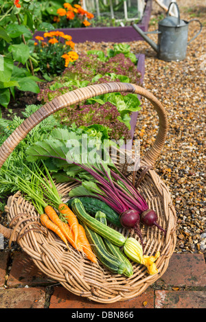 Cestello di antiquariato riempita con una raccolta di appena raccolto cresciuto in casa giardino ortaggi. Foto Stock