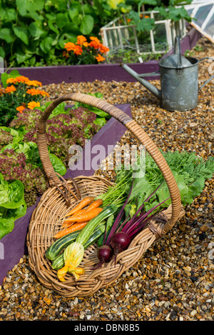 Cestello di antiquariato riempita con una raccolta di appena raccolto cresciuto in casa giardino ortaggi. Foto Stock