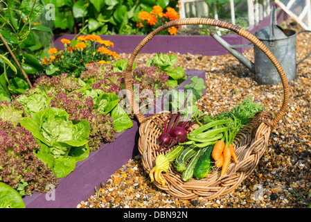 Cestello di antiquariato riempita con una raccolta di appena raccolto cresciuto in casa giardino ortaggi. Foto Stock