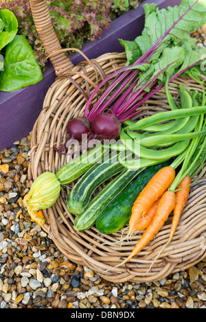 Cestello di antiquariato riempita con una raccolta di appena raccolto cresciuto in casa giardino ortaggi. Foto Stock