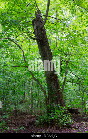 Rotture di tiglio ancora vivo contro il novellame di stand in estate Foto Stock