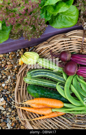 Cestello di antiquariato riempita con una raccolta di appena raccolto cresciuto in casa giardino ortaggi. Foto Stock