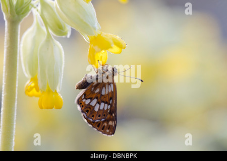 Il duca di Borgogna Fritillary Butterfly; Hamearis lucina; su Cowslip; Regno Unito Foto Stock