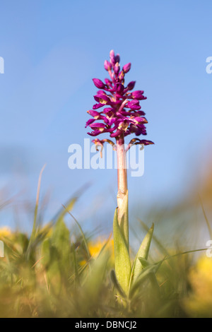 Inizio orchidea viola; Orchis mascula; molla; Regno Unito Foto Stock