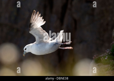 Fulmar; Fulmarus glacialis; volo; Cornovaglia; Regno Unito Foto Stock