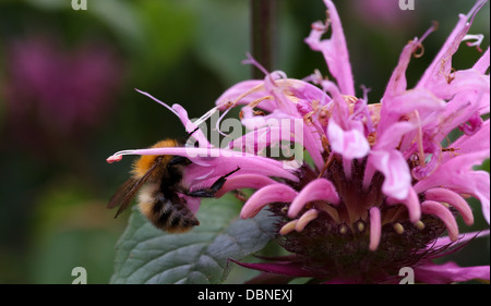 Bumblebee impollinare i fiori di rosa - Rosa selvatica Bergamotto - Bee Balsamo Foto Stock