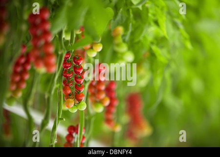 I pomodori di serra, Croazia e Slavonia, Europa Foto Stock