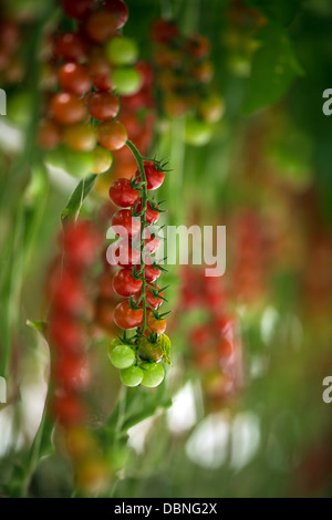 I pomodori di serra, Croazia e Slavonia, Europa Foto Stock